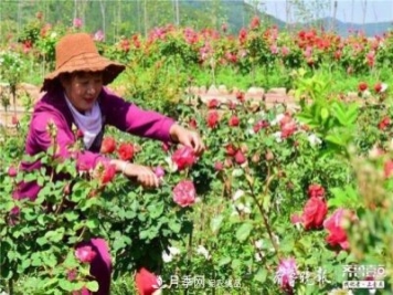 山东淄博沂源60亩月季花竞放，美丽产业助推特色乡村旅游
