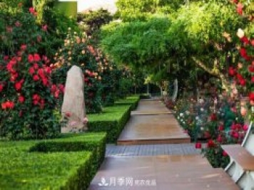 秦皇岛适合养月季花，市花和市树是什么