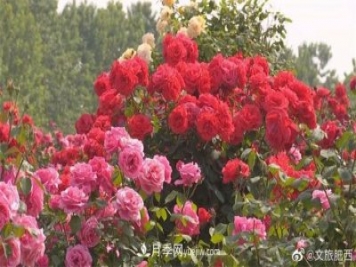 肥西县三河镇百亩树状月季园：花开正艳，产业增收