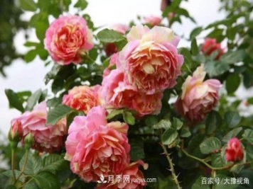 河南省各市市花，洛阳牡丹最出名，月季最受欢迎