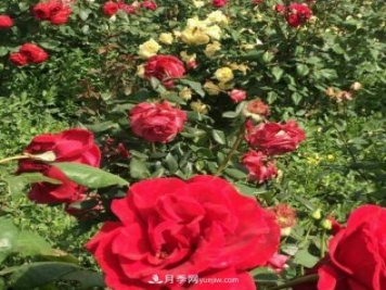 山西运城农民柳庚申建当地精品月季园，种植300多个月季花品种