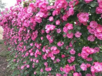 推荐3种爬藤月季，花园里轻松打造漂亮花墙